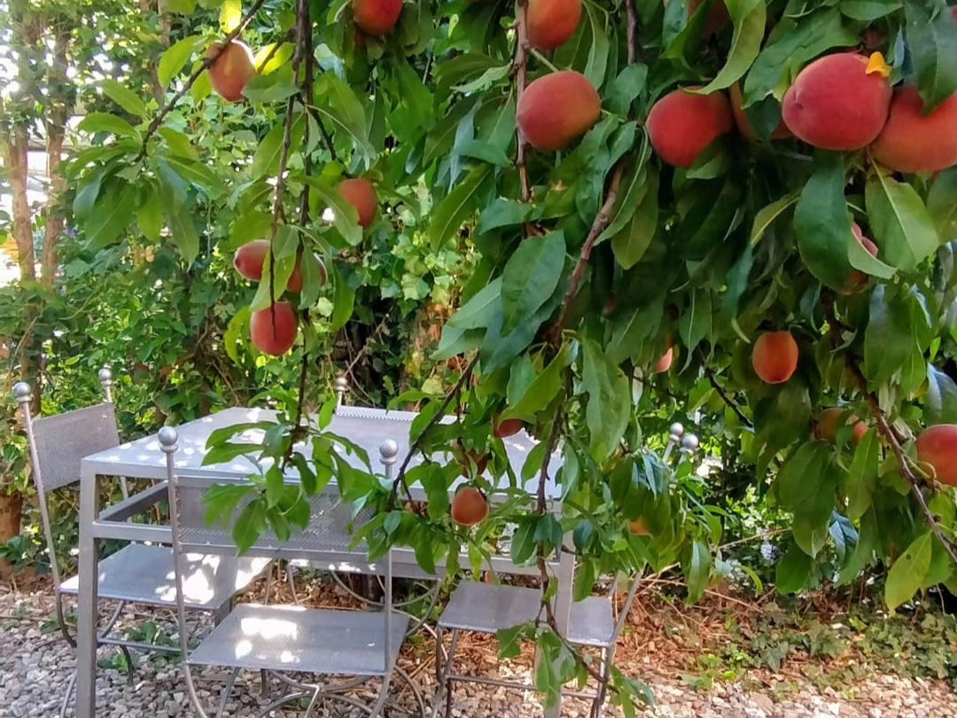 duraznos